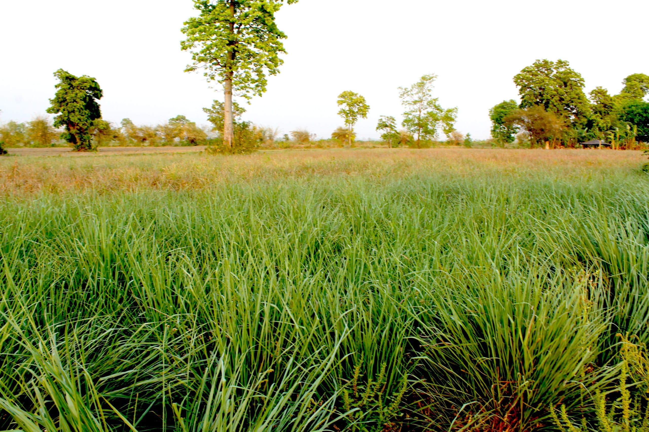 Lemongrass Farm