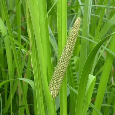 calamus