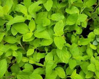 Cornmint (Mentha) Oil