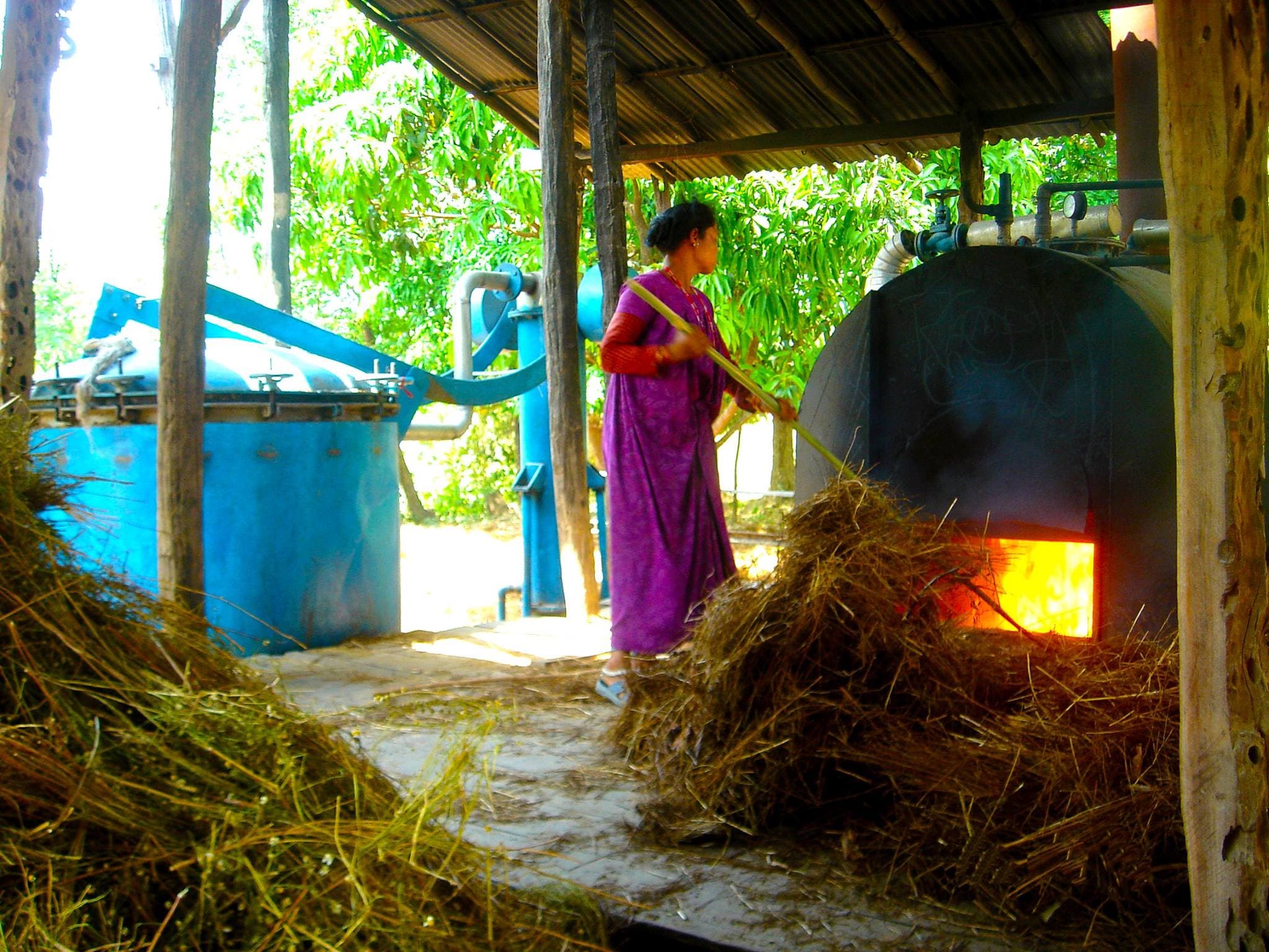 Processing of herbs