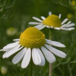 Nepal Chamomile Oil