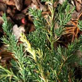 Himalayan Juniper Oil