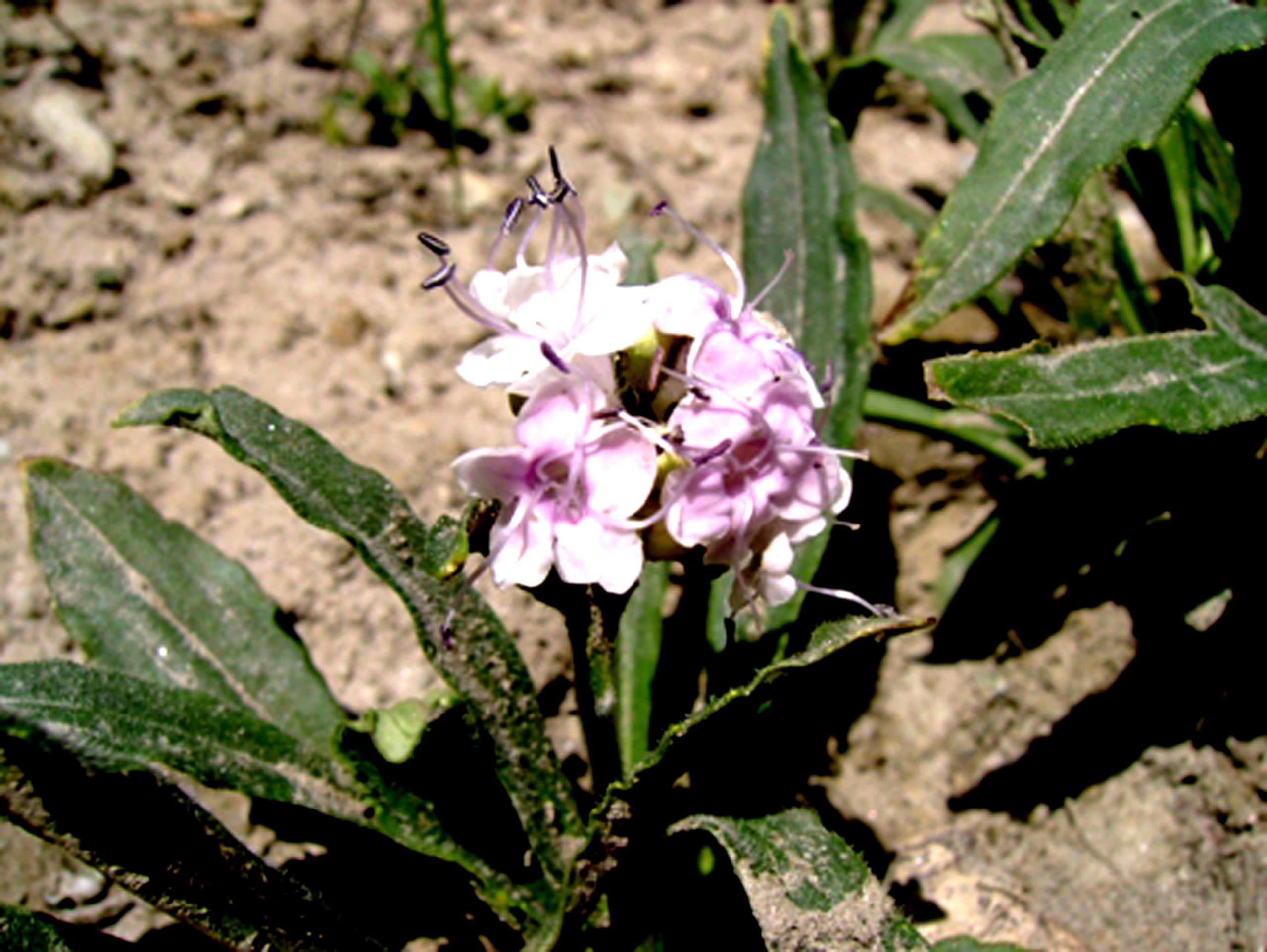 Spikenard (Jatamansi) Oil